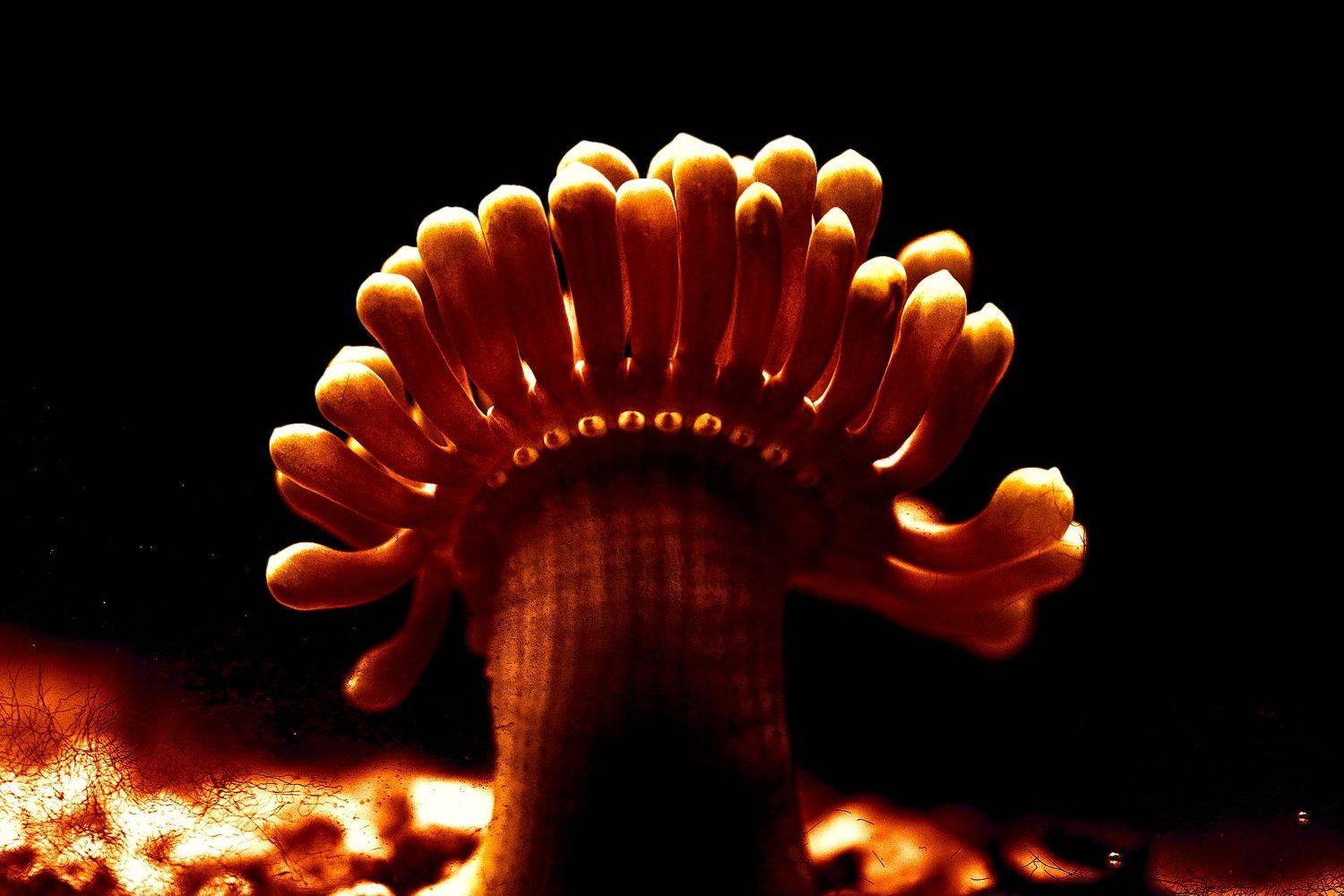 актинии, анемоны, кораллы, полипы, книдарии, actiniaria, anthozoa, сnidaria, eumetazoa, underwater, Дмитрий Салтыков