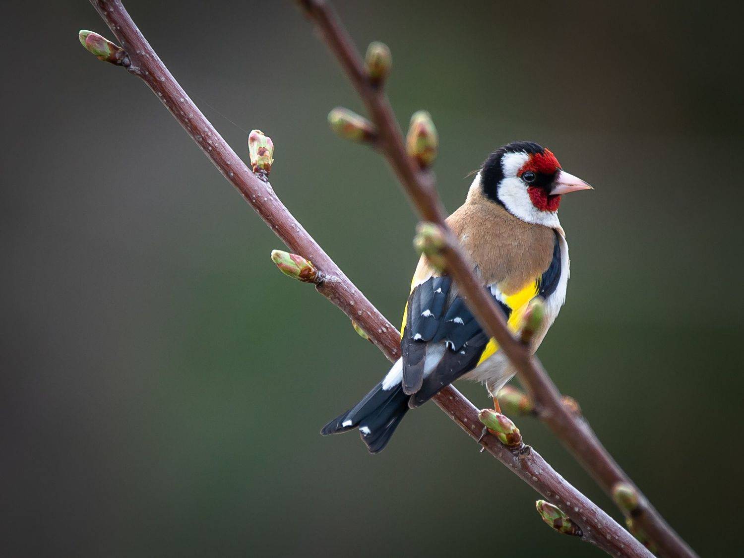 , Лоскутова Евгения