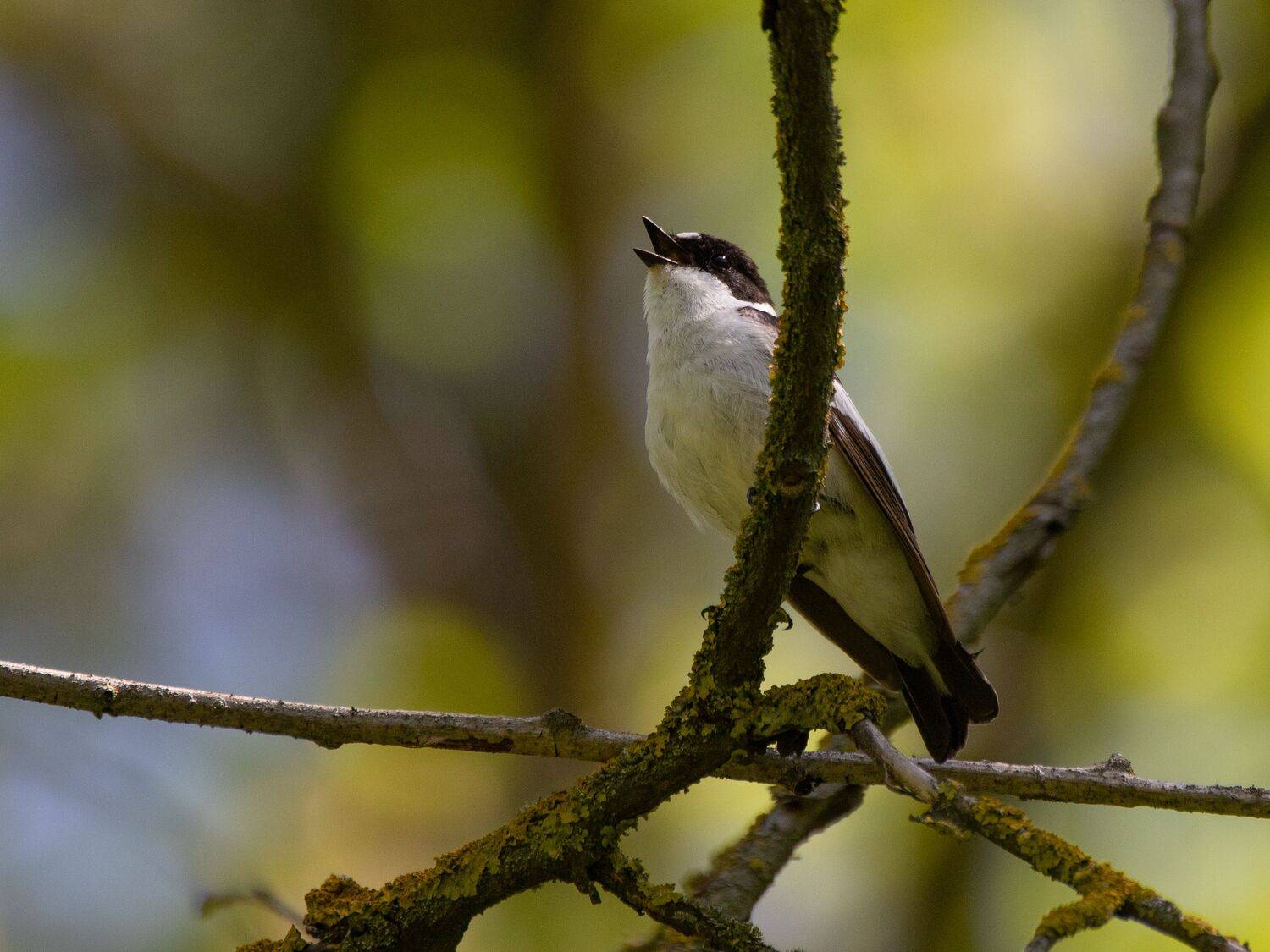 , Лоскутова Евгения