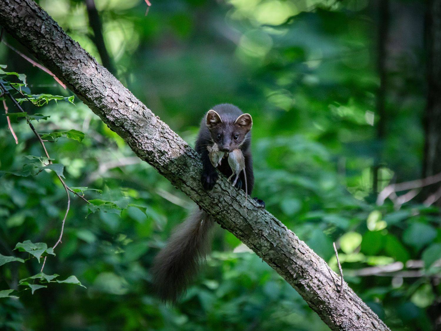 , Лоскутова Евгения