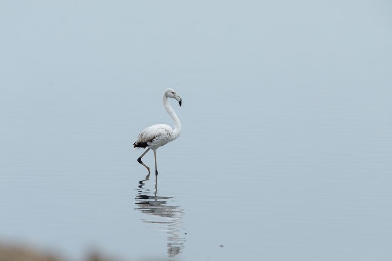 Flamingo bird Azerbaijan Baku Caspian sea White flamingo фото превью