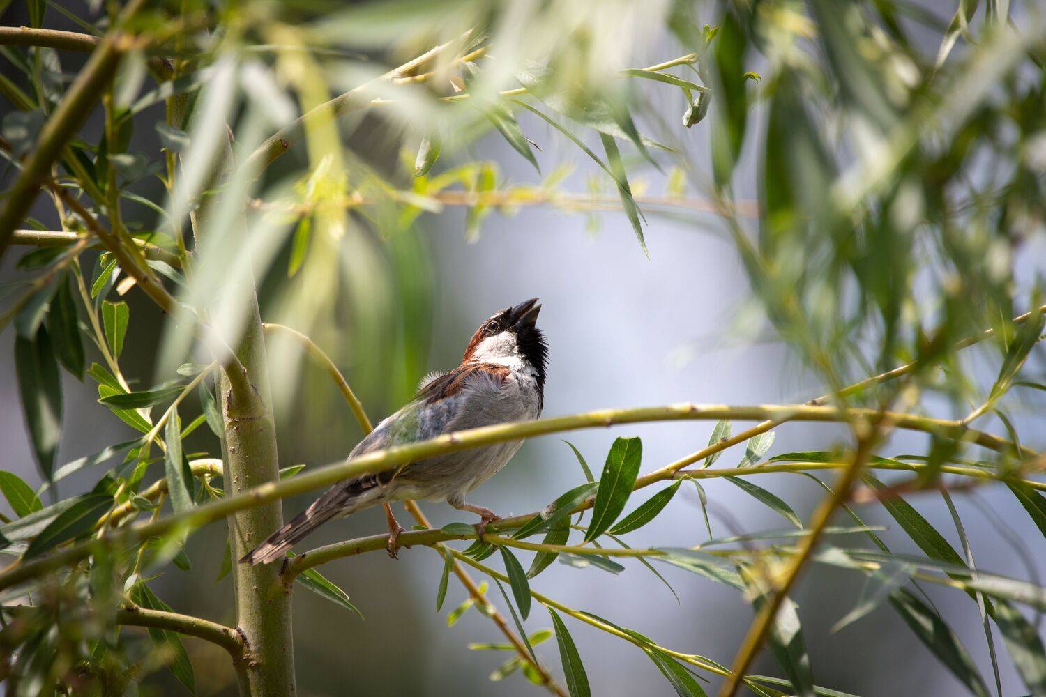 , Лоскутова Евгения