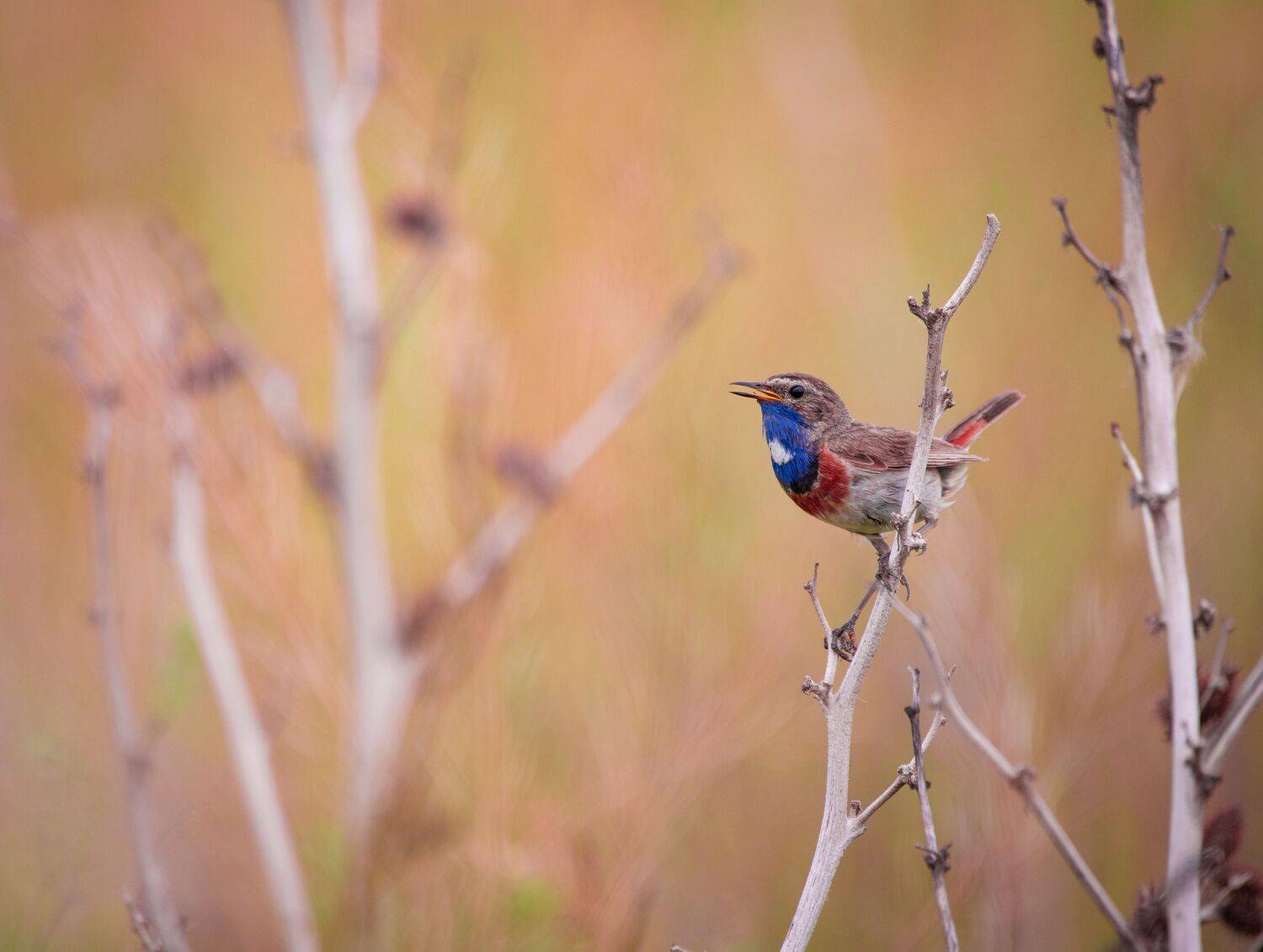 , Лоскутова Евгения