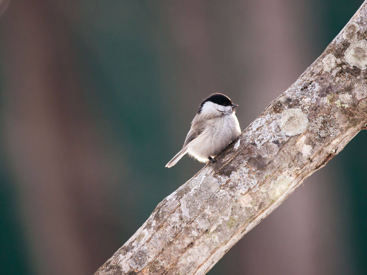 , Лоскутова Евгения