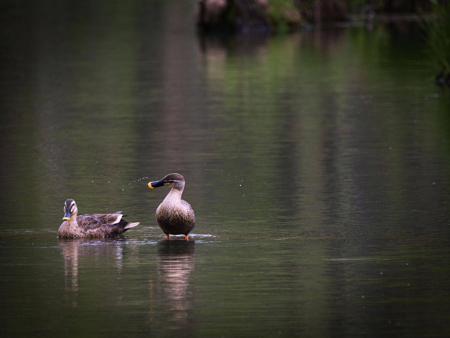 , Лоскутова Евгения