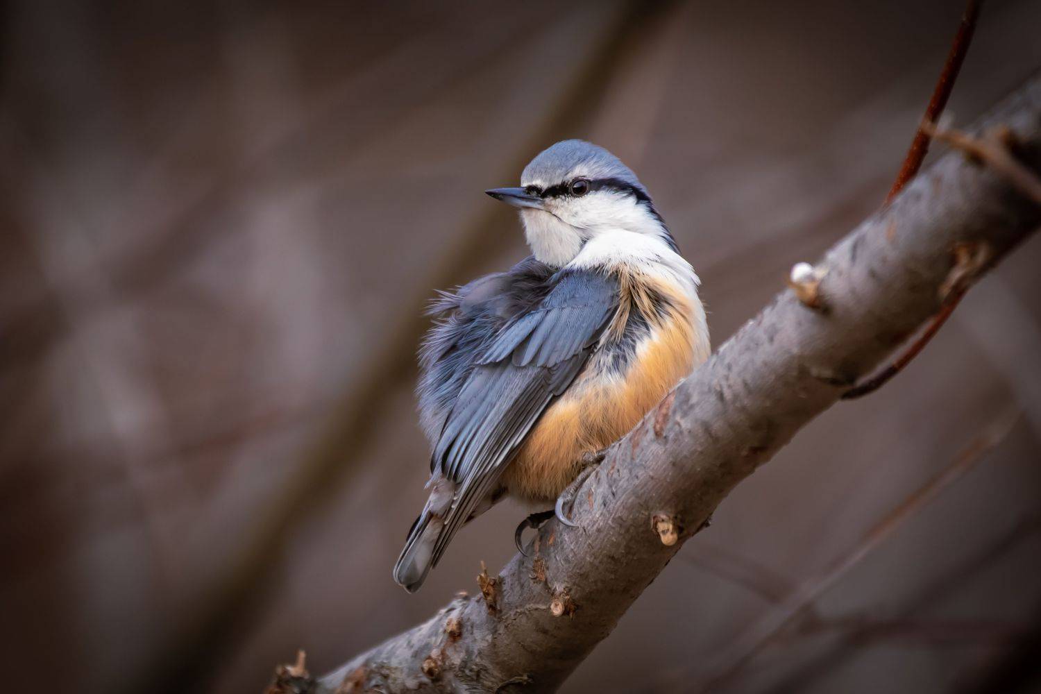 , Лоскутова Евгения