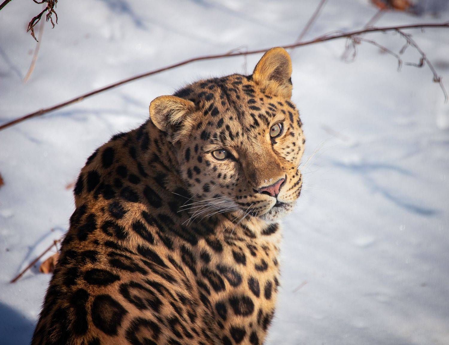 , Лоскутова Евгения