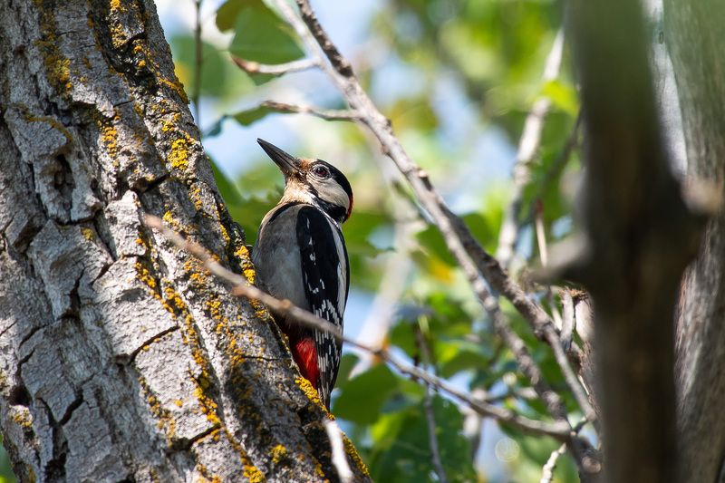 Great spotted woodpecker фото превью