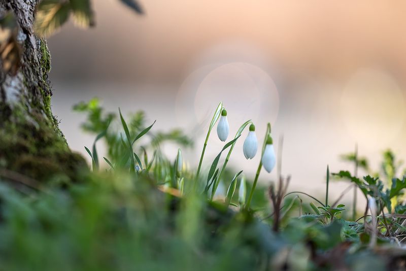 Робкая поступь весны... фото превью