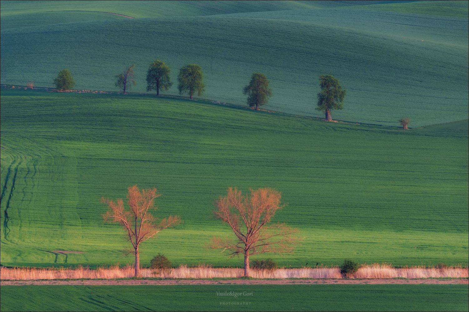 южная моравия,пейзаж,hils,линии,south moravian,lines,свет,czech,весна,чехия,каштаны,landscapes., Гори Василий