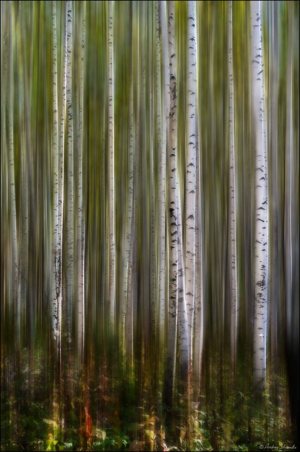 березы, березки, движение, роща, Андрей Шумилин