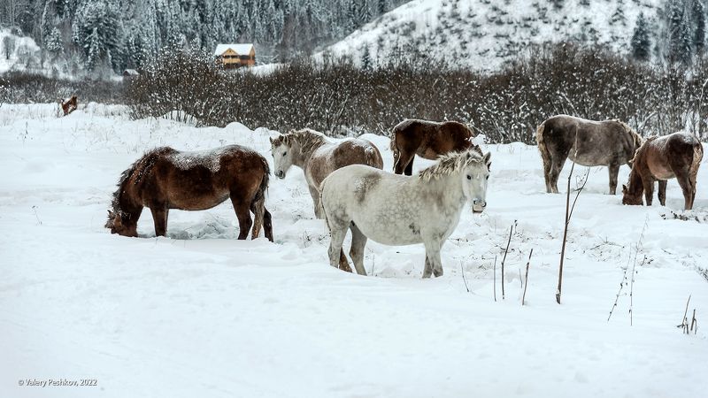 лошади, шорские лошади, зима, снег, усть-кабырза, мрассу, кабырза, горная шория Горная Шория, лошади фото превью