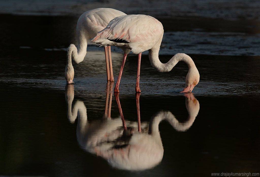 Greater Flamingos, Dr Ajay Kumar Singh
