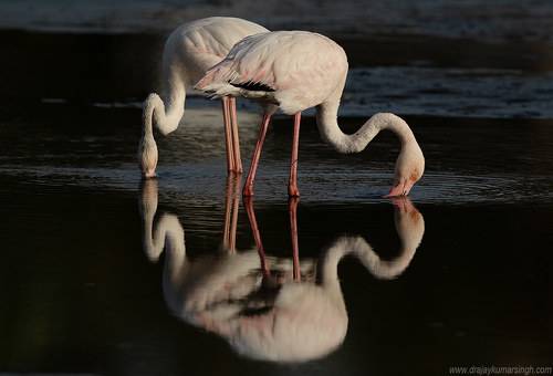 Greater Flamingos