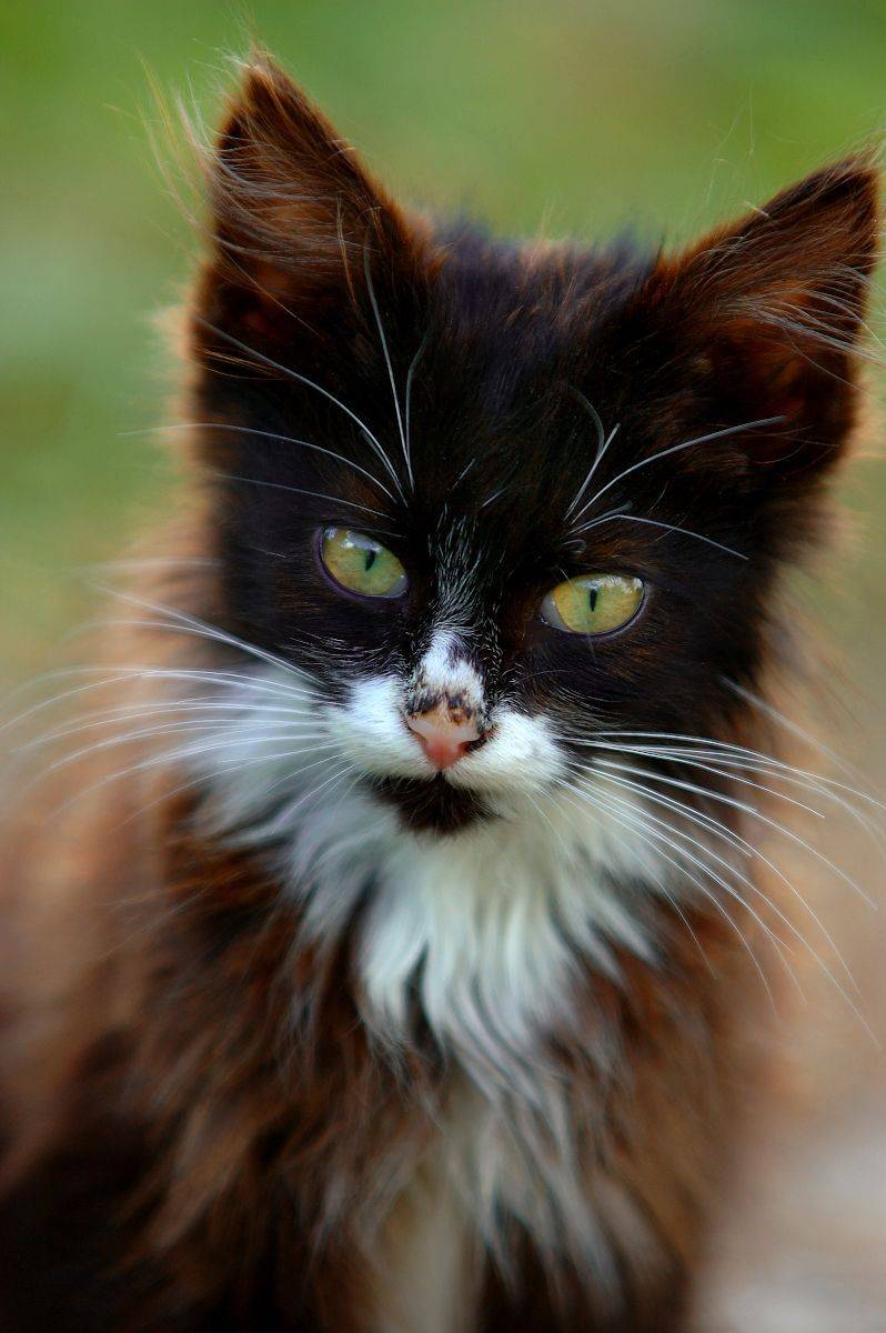 котик, портрет, Сергей Аникин