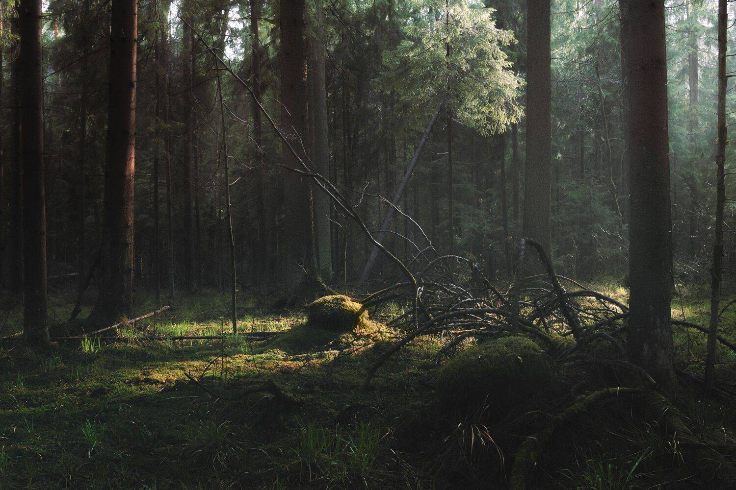 лес, свет, деревья, пейзаж, forest, woodland, trees, landscape, sunlight, Валерий Вождаев