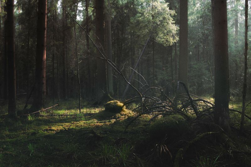 После весеннего дождя фото превью