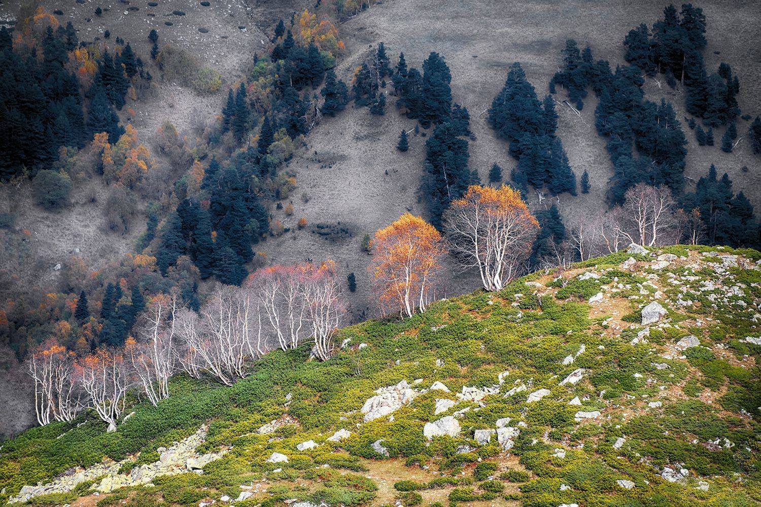 , Альбина Колодяжная