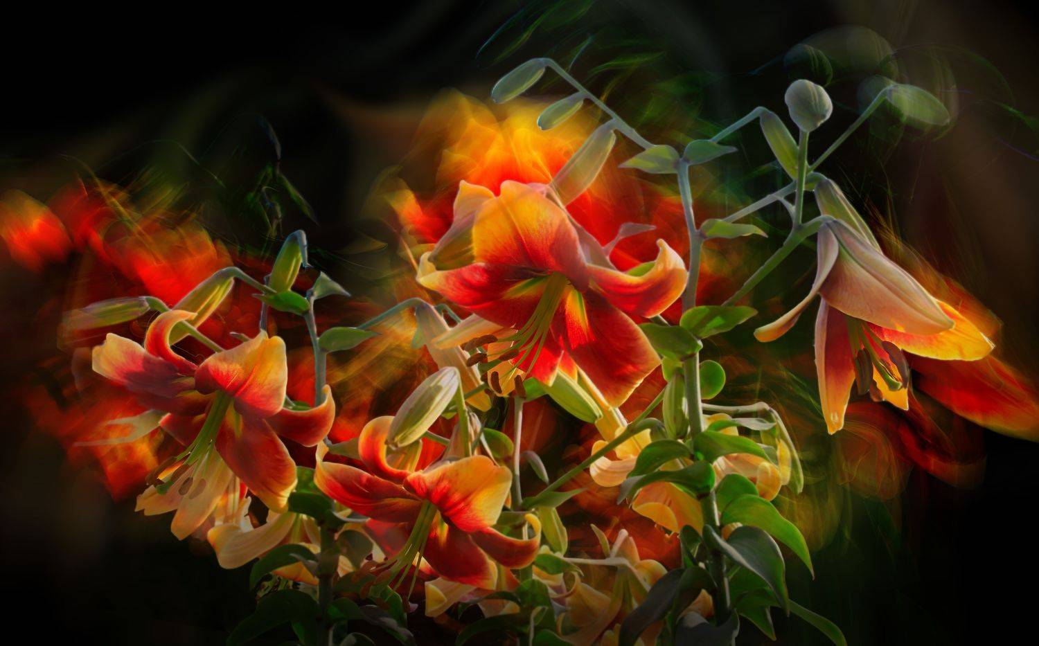 multicolored lilies, blossom, flowers, green , spring, garden, summer flowers,  summer color, nature, flora, black background, blur, DZINTRA REGINA JANSONE