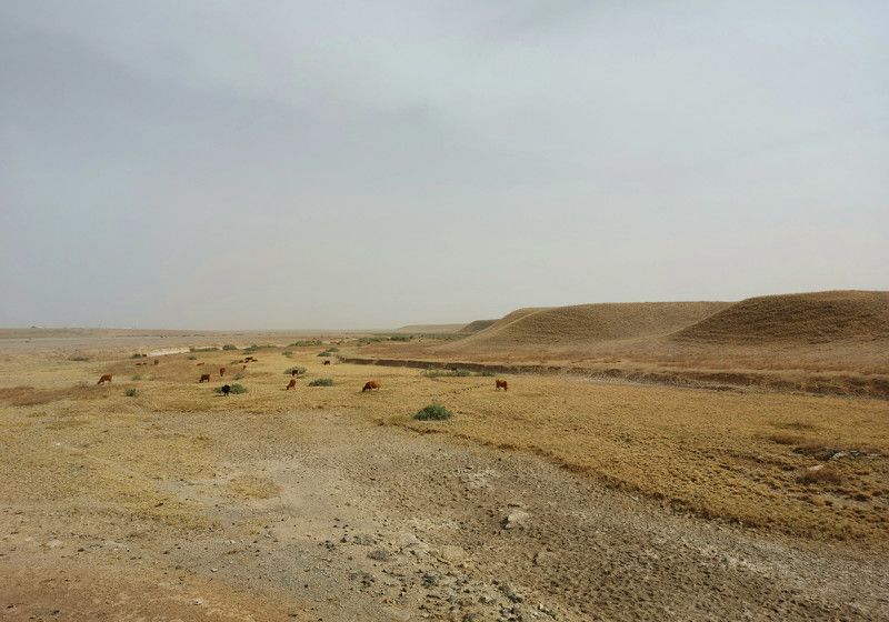 степь, коровы, осень Калмыцкий октябрь. фото превью