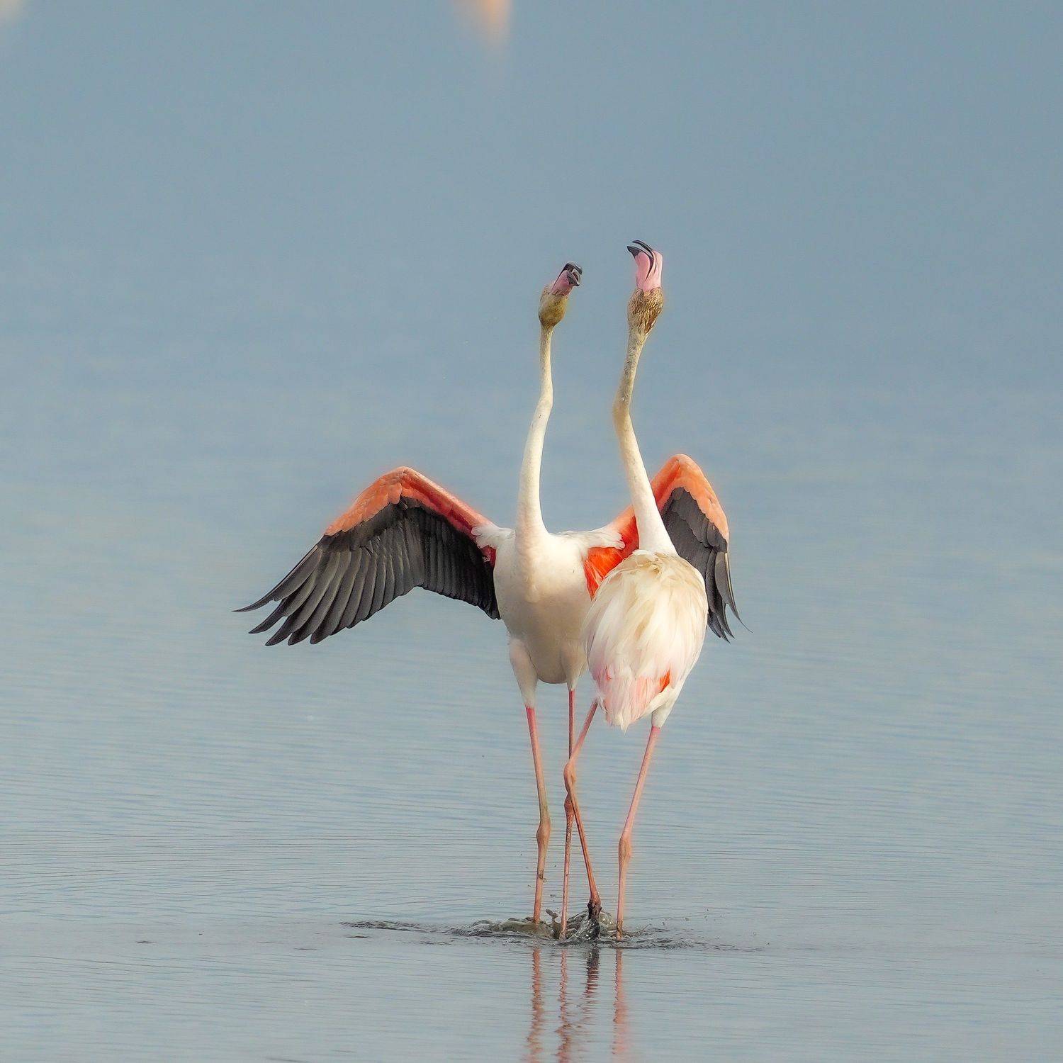 flamingo, Jian Ma