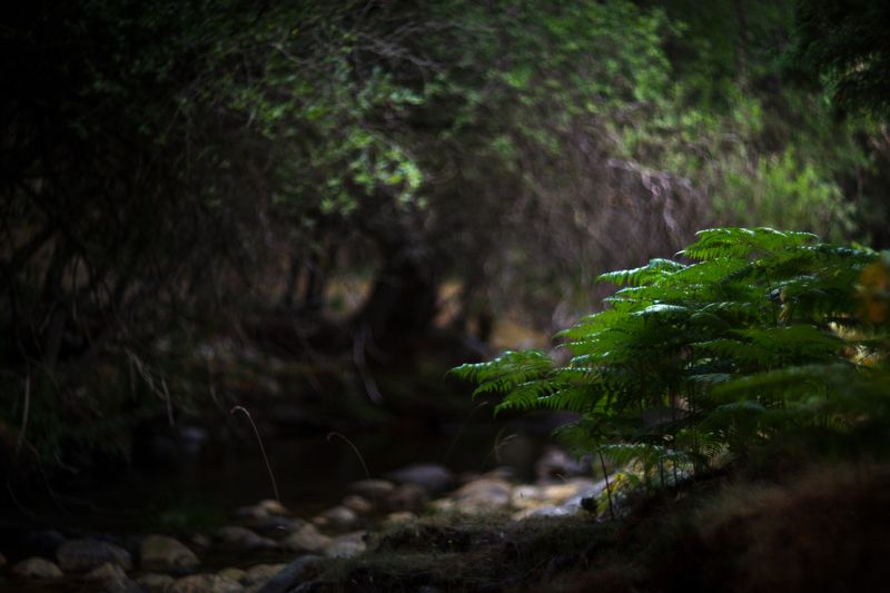 green,plant,exterior,light,dark,bokeh,river,zenit. Green фото превью