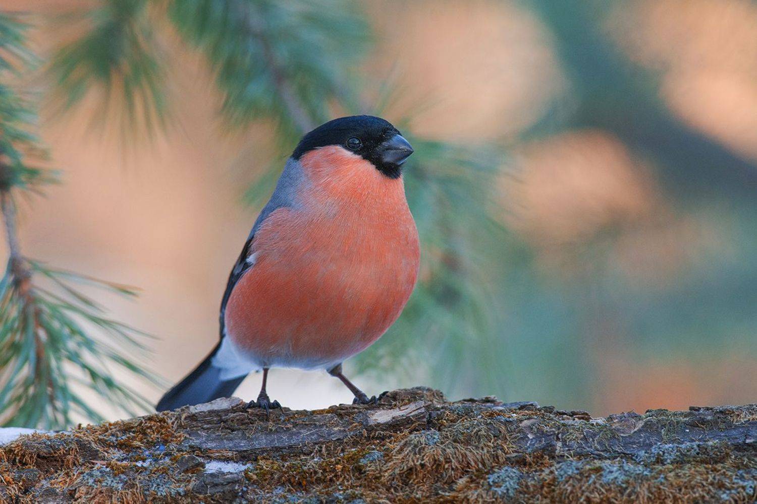 снегирь,самец,бор,зима, Иван