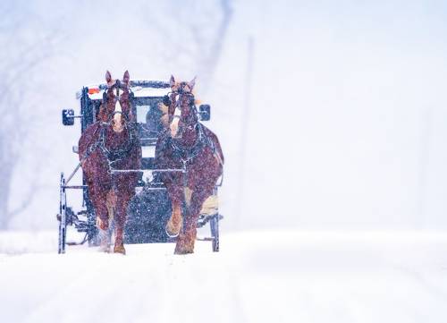 Snow and the Brown Horses 