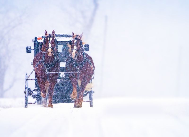 #horses #snow #street #streetphotography #canada #ontario Snow and the Brown Horses  фото превью