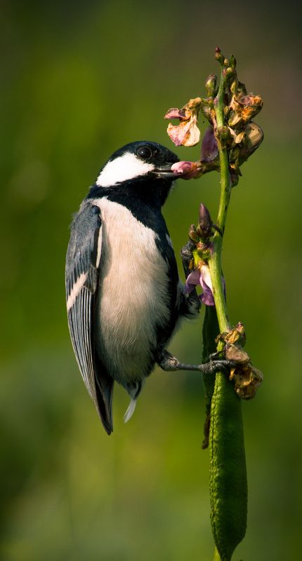 Cinereous tit фото превью