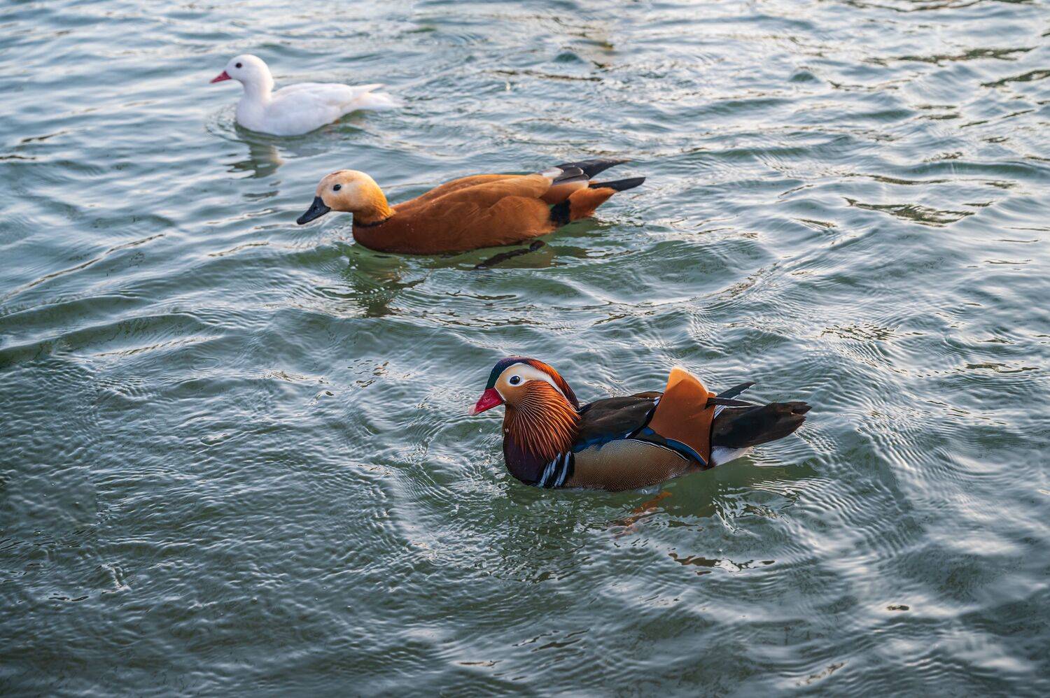 , Алексей Рыльский