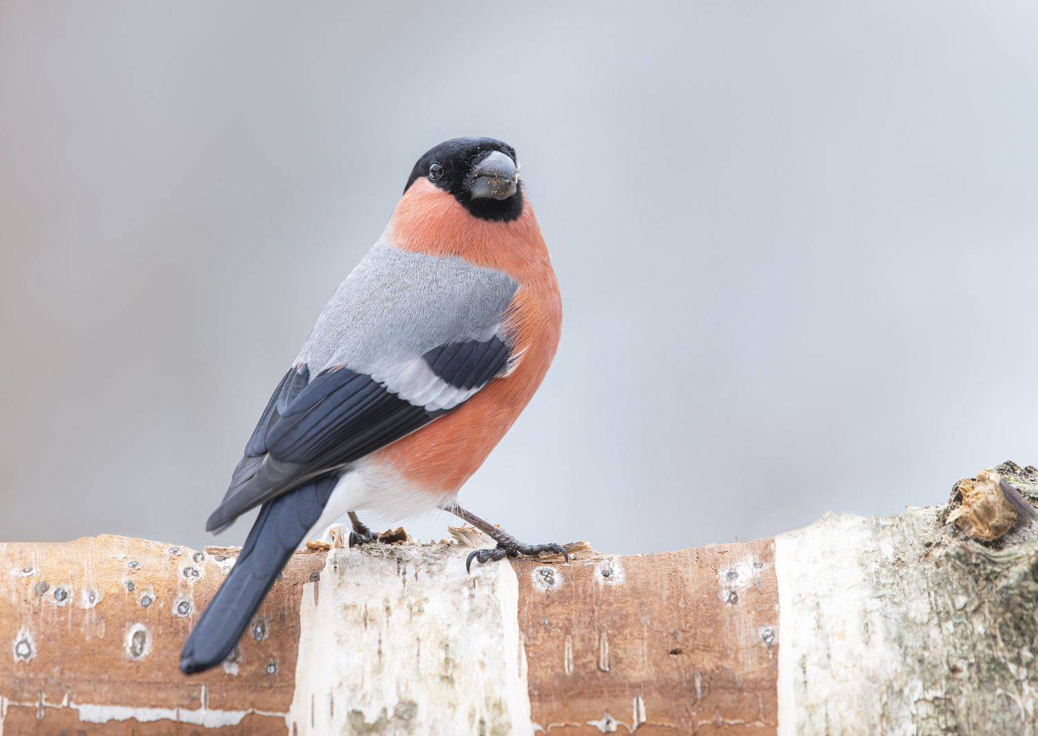 птицы,природа, зима, Андрей Киселёв