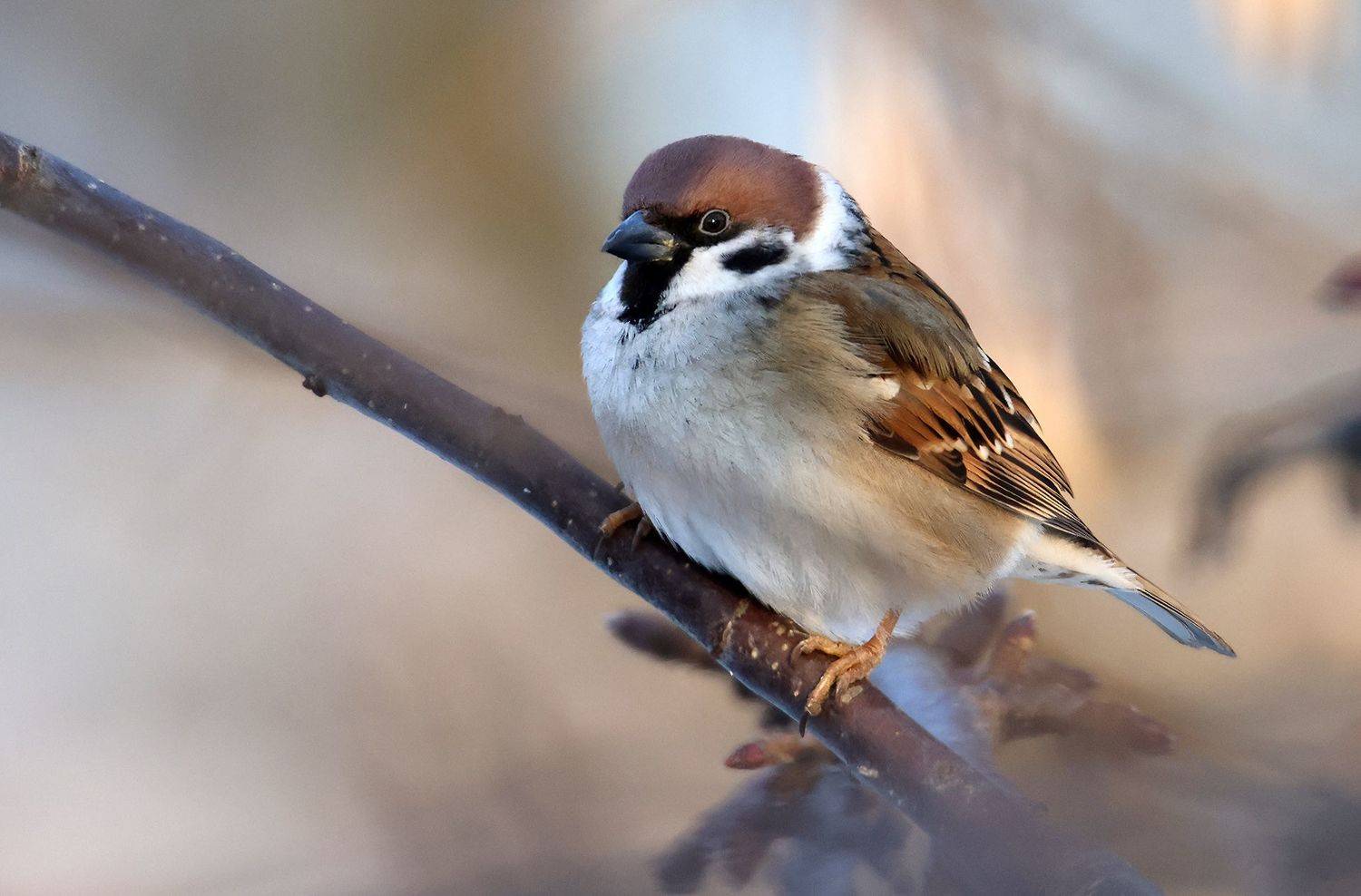 , Виктор Волынский