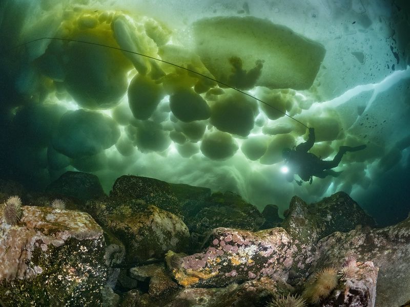 подводное фото Под ледяными торосами фото превью