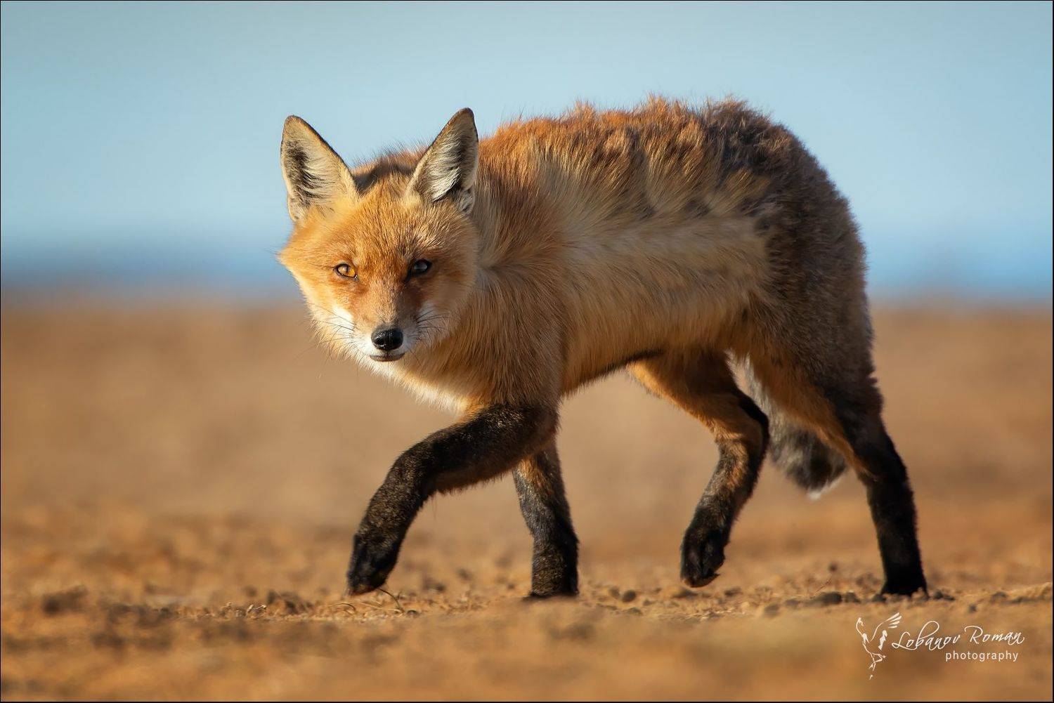 , Роман Лобанов