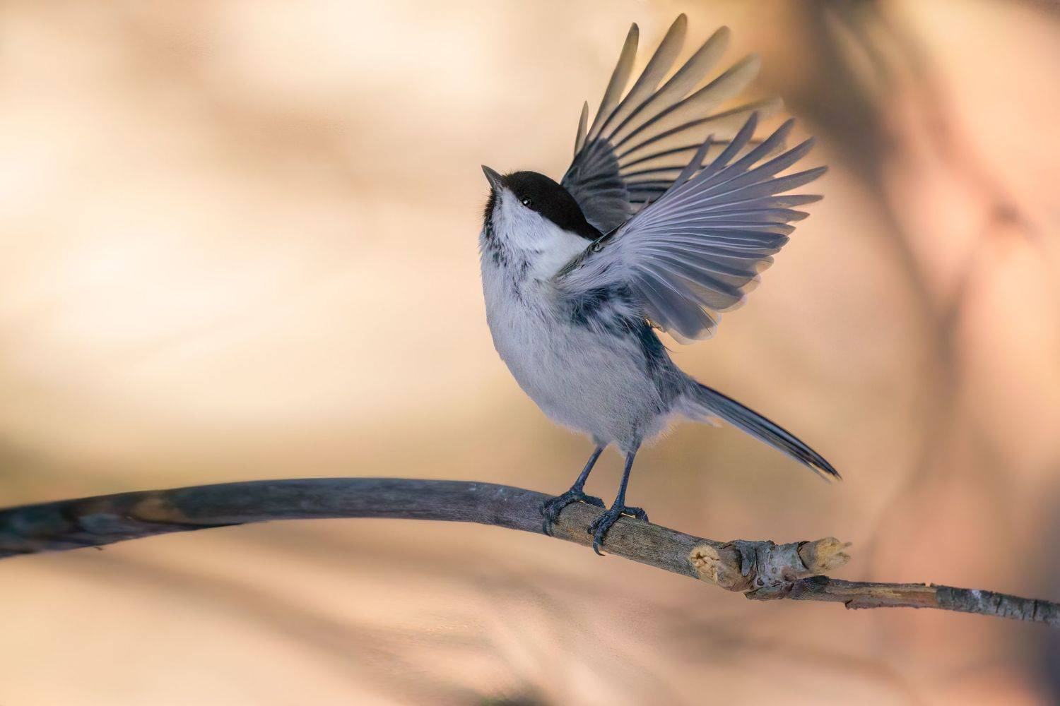 , Марат Кучкаев