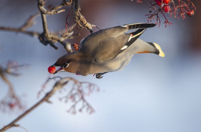 Свиристели фото превью