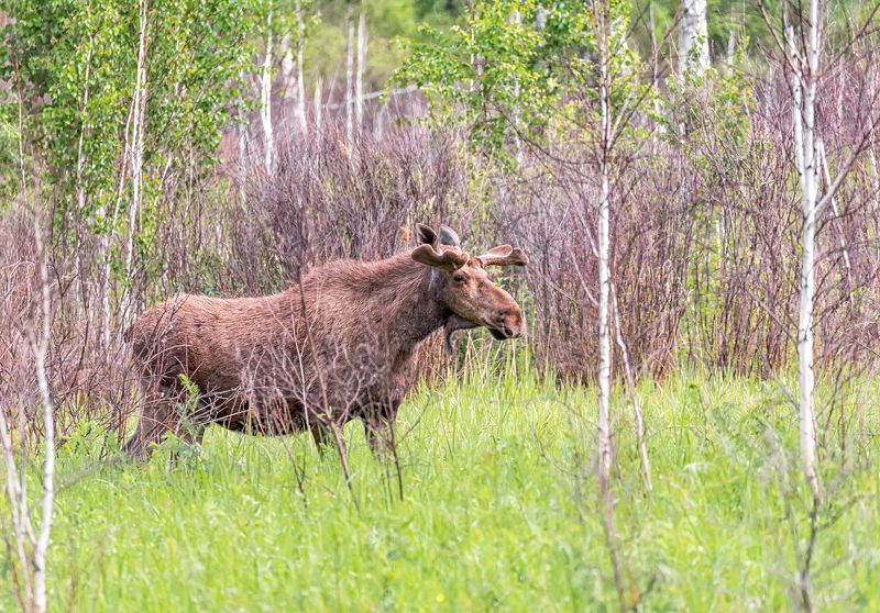 парнокопытное, животное, лось, болото, лес, заказник, лето, на болоте фото превью