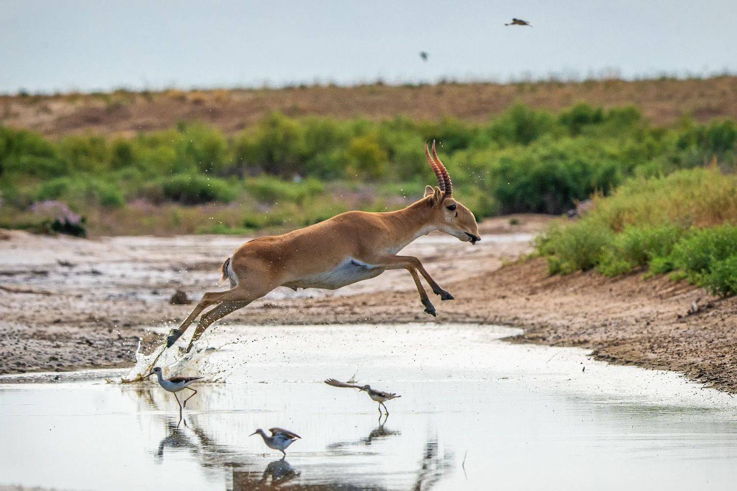 сайгак, степь, чёрные земли, калмыкия, Mashin Rostislav