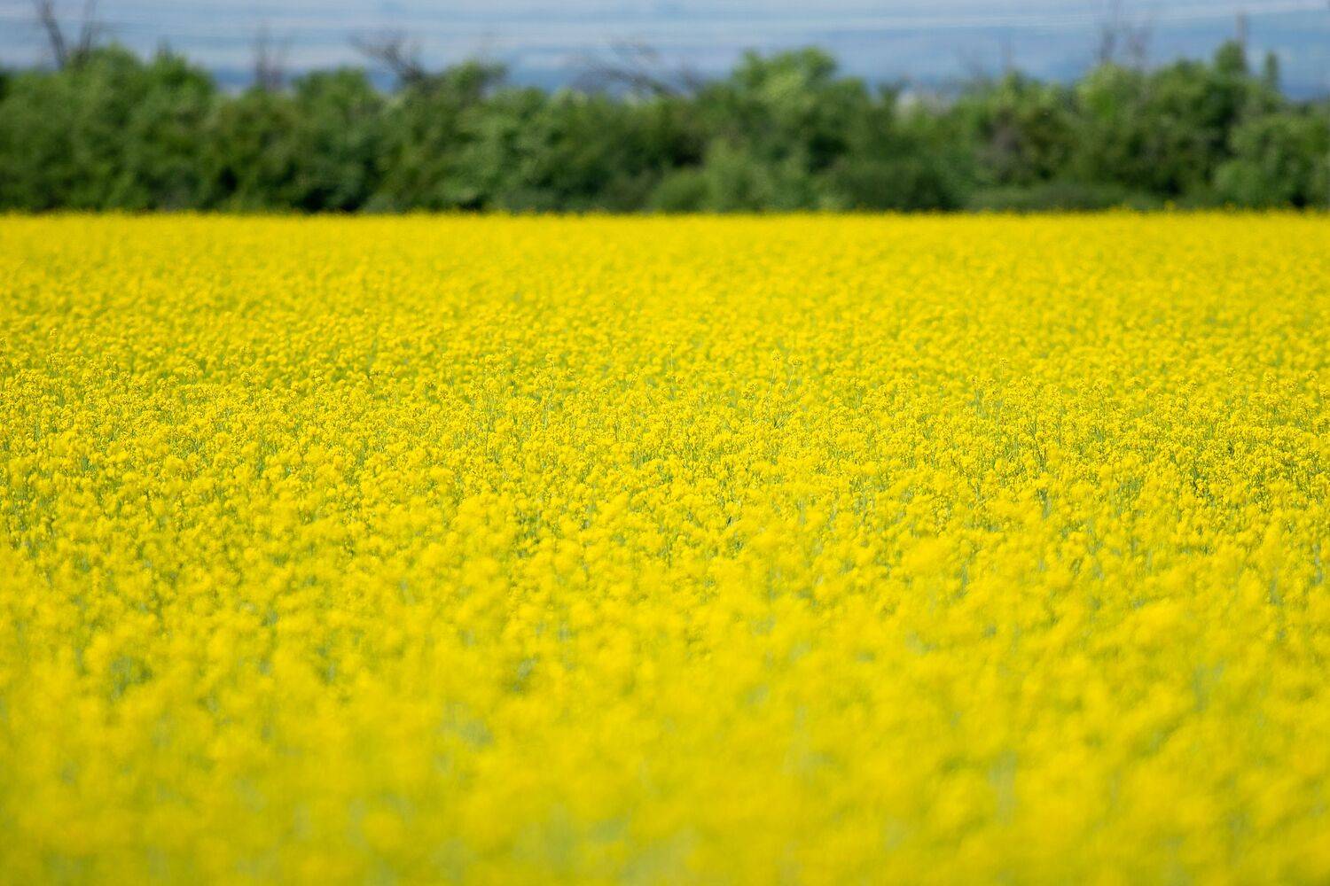 Mustard, volgograd, russia, wildlife, , Сторчилов Павел