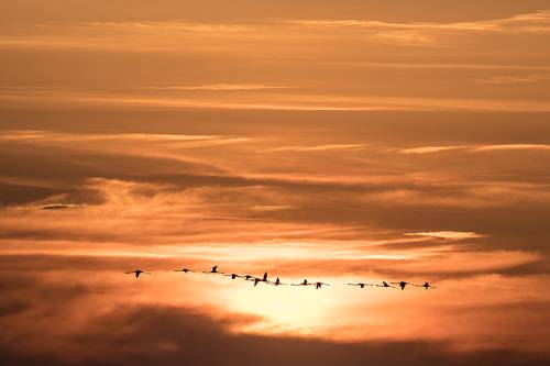 Flight of flamingos