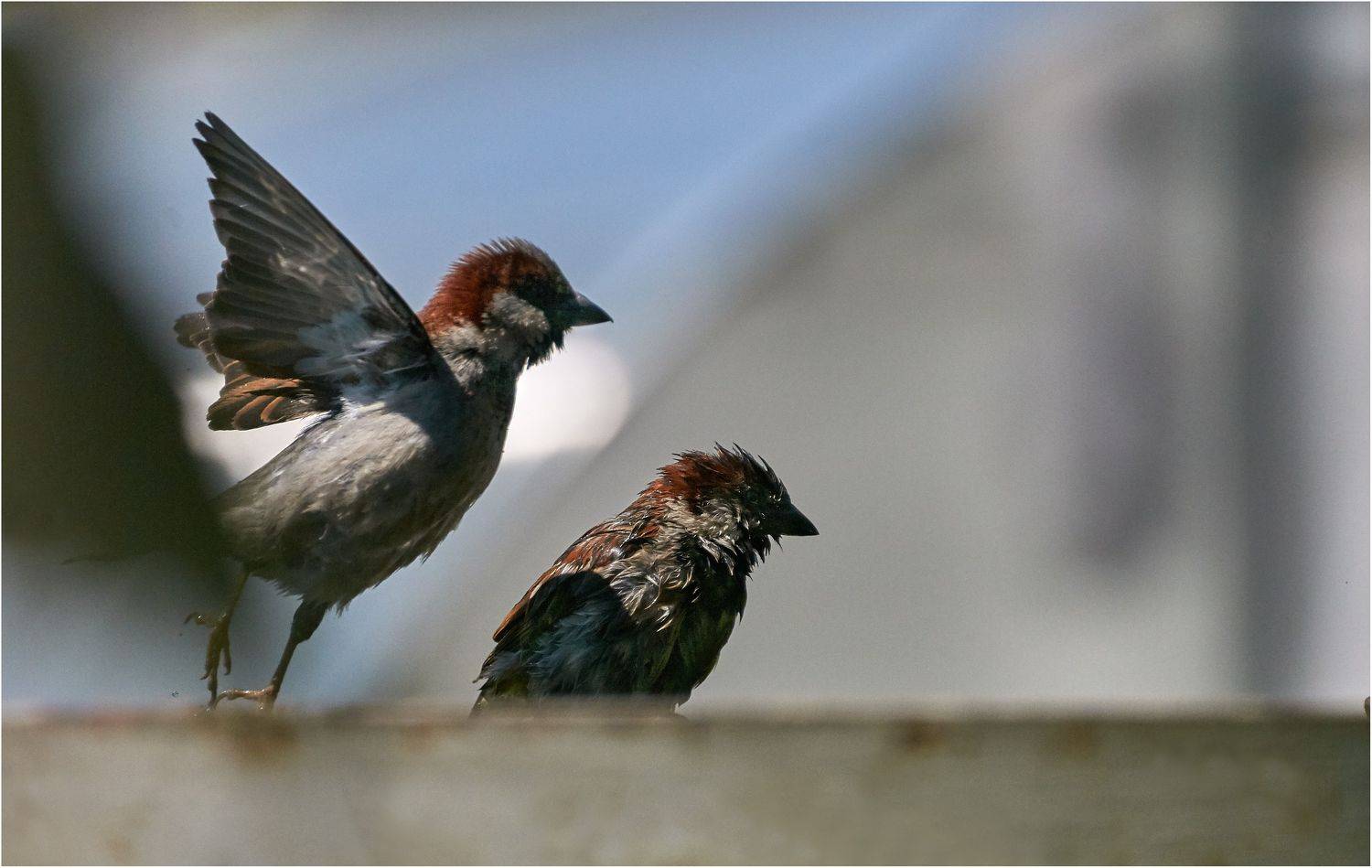 , Владимир Краснов