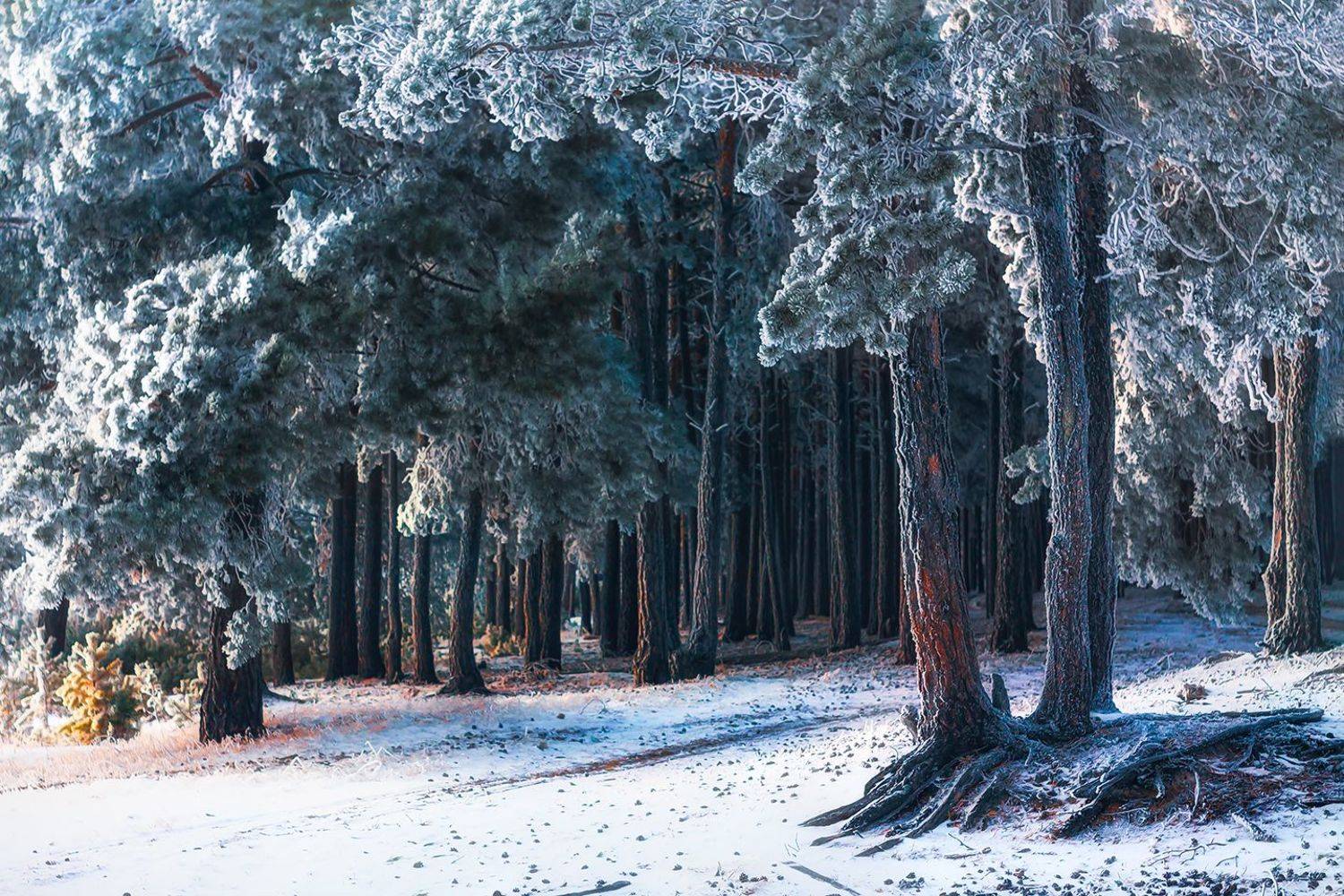 , Алёна Сурнина