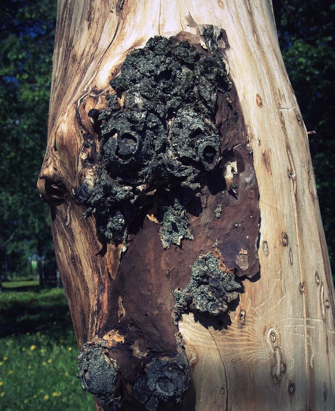 pareidolia Пушкин фото превью