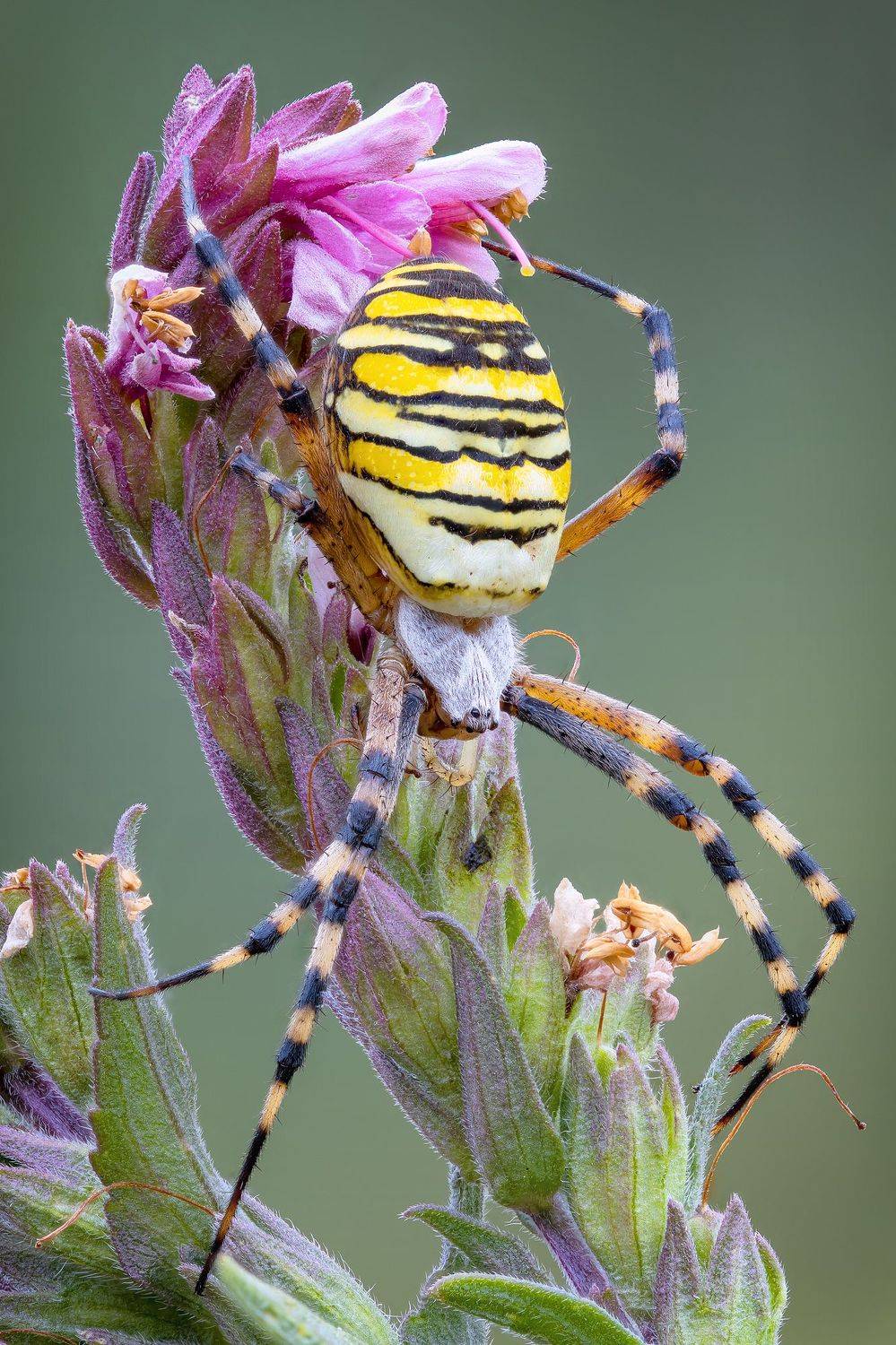 , Кузнецов Дмитрий