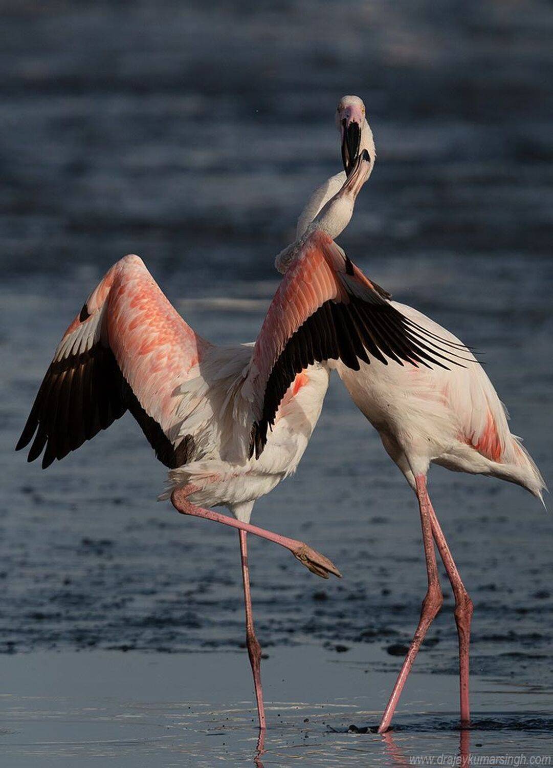 Greater Flamingos, Dr Ajay Kumar Singh
