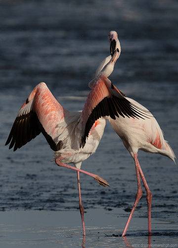 Greater Flamingos