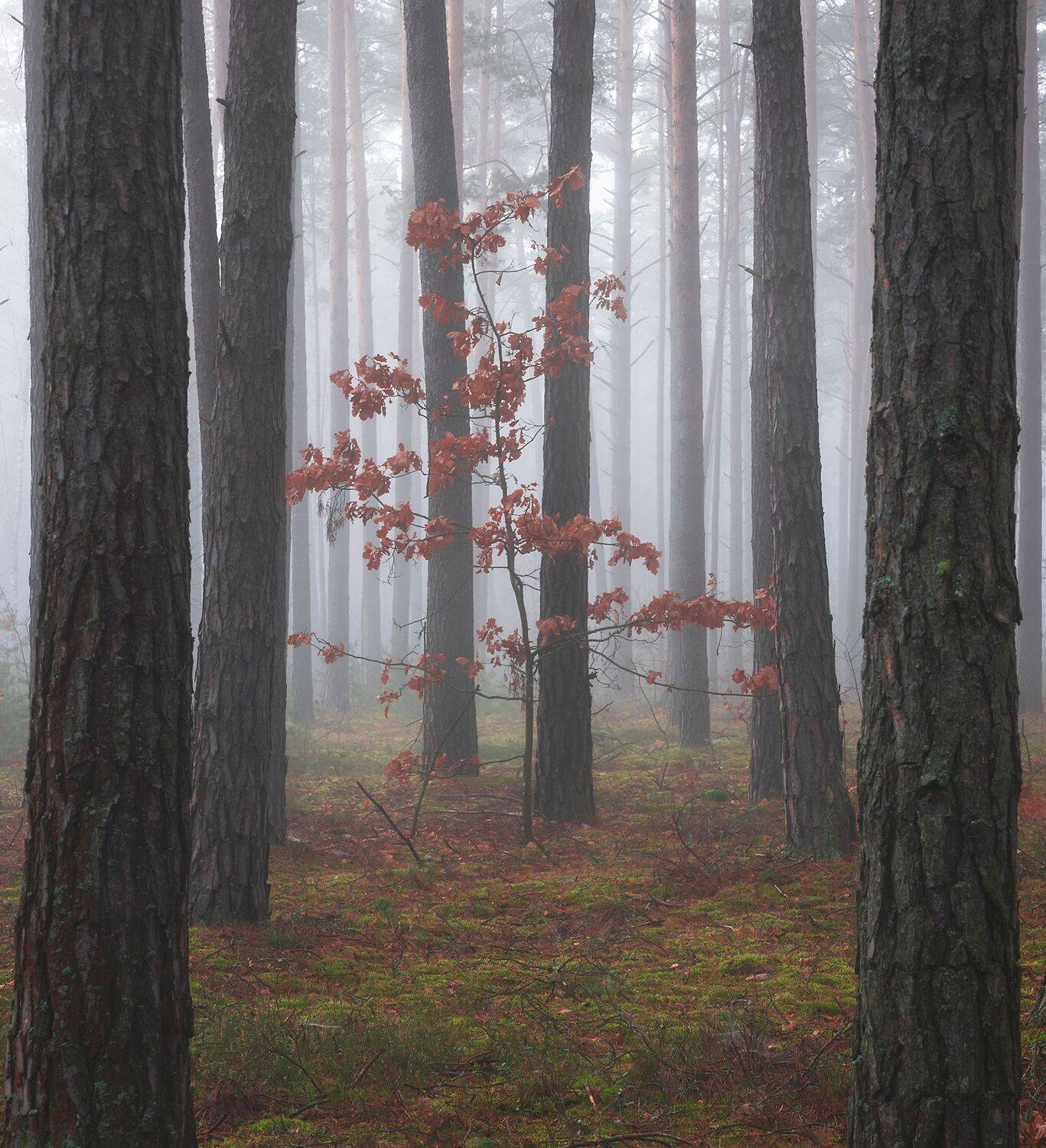 , Захаров Дмитрий