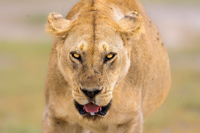 lioness, wildlife, tanzania, serengeti Dare to blink фото превью