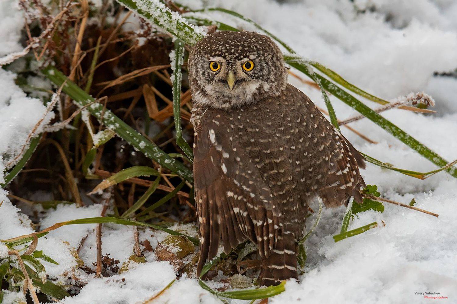 , Валерий Субачев